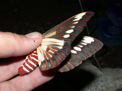 Citheronia splendens