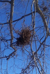 Podosphaera phytoptophila