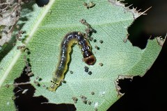 Glyphodes bivitralis