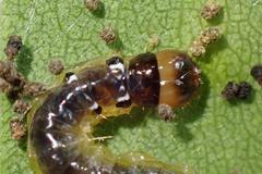 Glyphodes bivitralis