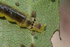 Glyphodes bivitralis