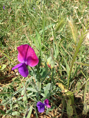 Lathyrus odoratus