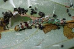Sycacantha inopinata
