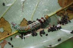 Sycacantha inopinata