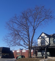 Podosphaera phytoptophila