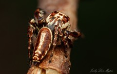 Opisthoncus serratofasciatus