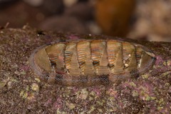 Rhyssoplax jugosa