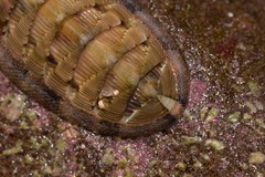 Rhyssoplax jugosa