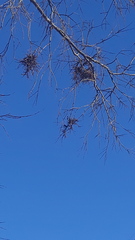 Podosphaera phytoptophila