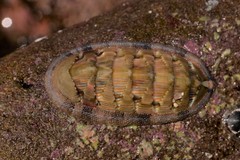 Rhyssoplax jugosa