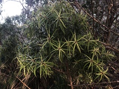 Myrsine linearifolia