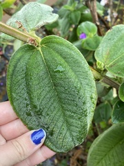 Pleroma