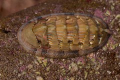 Rhyssoplax jugosa