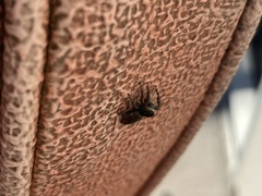 Phidippus