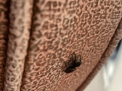 Phidippus