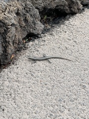 Cryptoblepharus poecilopleurus