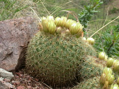 Coryphantha recurvata recurvata