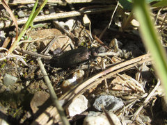 Cicindela nebraskana
