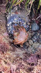 Taliepus nuttallii