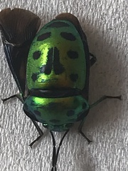 Chrysocoris
