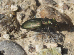 Cicindela nebraskana