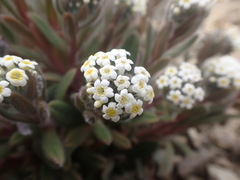 Myosotis traversii cantabrica