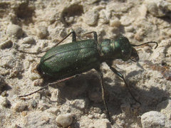 Cicindela nebraskana