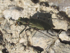 Cicindela nebraskana