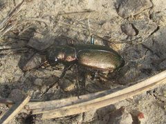 Cicindela nebraskana