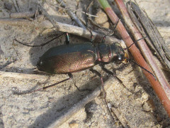 Cicindela nebraskana