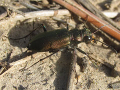 Cicindela nebraskana