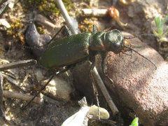 Cicindela nebraskana