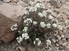 Myosotis traversii cantabrica
