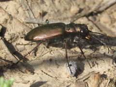 Cicindela nebraskana