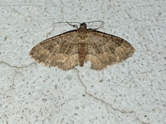 Disclisioprocta