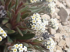 Myosotis traversii cantabrica