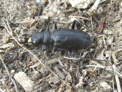 Cicindela nebraskana
