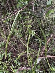 Cissus quadrangularis