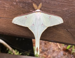 Actias neidhoeferi