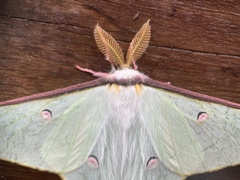 Actias neidhoeferi