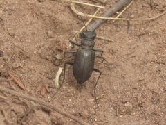 Cicindela nebraskana