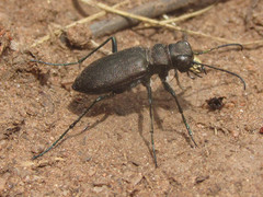 Cicindela nebraskana