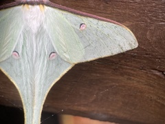 Actias neidhoeferi