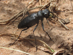 Cicindela nebraskana
