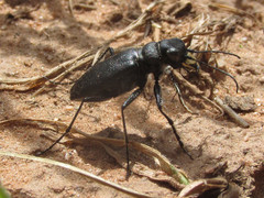 Cicindela nebraskana