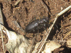 Cicindela nebraskana