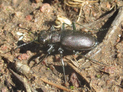 Cicindela nebraskana