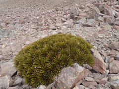 Aciphylla dobsonii