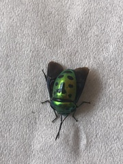 Chrysocoris