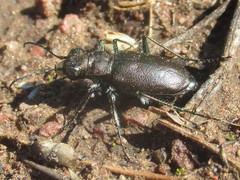 Cicindela nebraskana